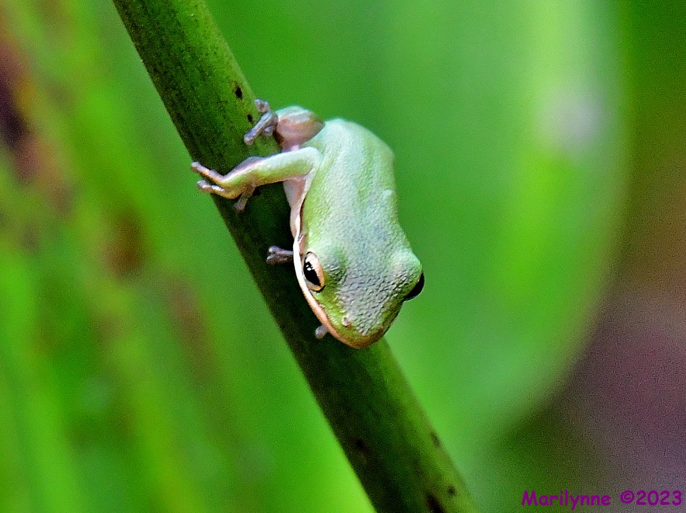 DSC_9464_001.JPG