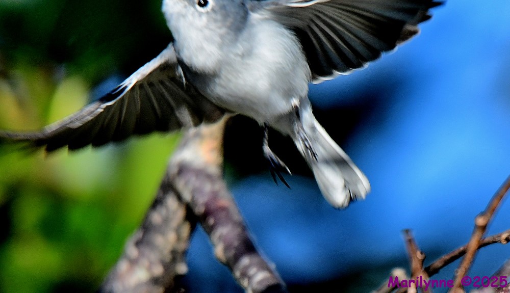 DSC_9465_001.JPG