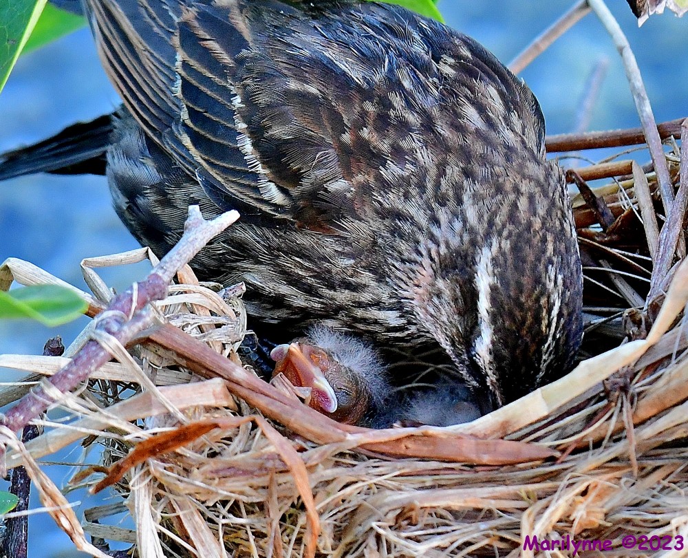 DSC_9466_001.JPG
