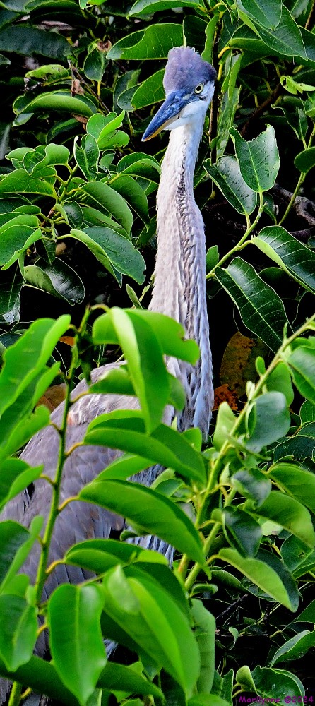 DSC_9466_001.JPG