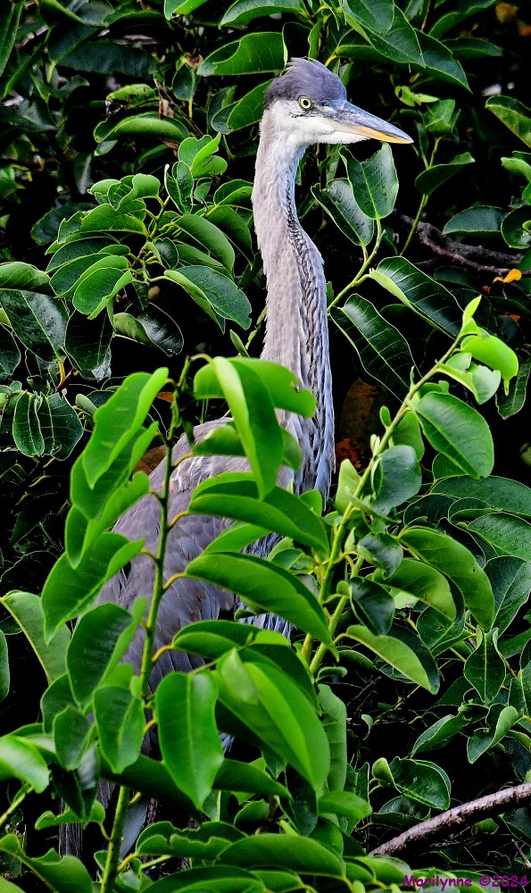 DSC_9467_001.JPG