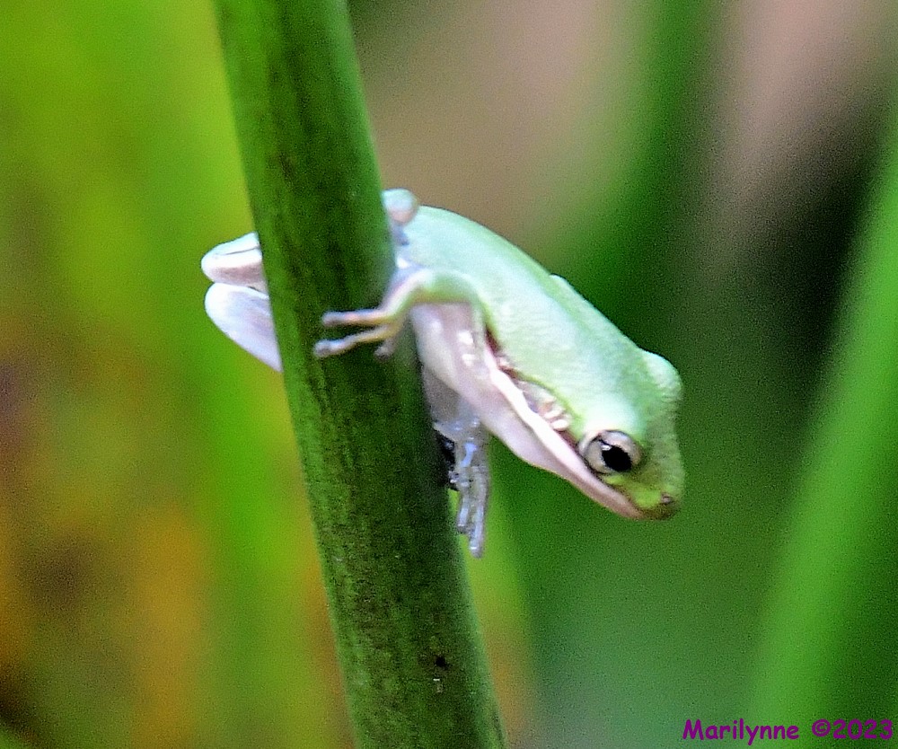 DSC_9468_001.JPG