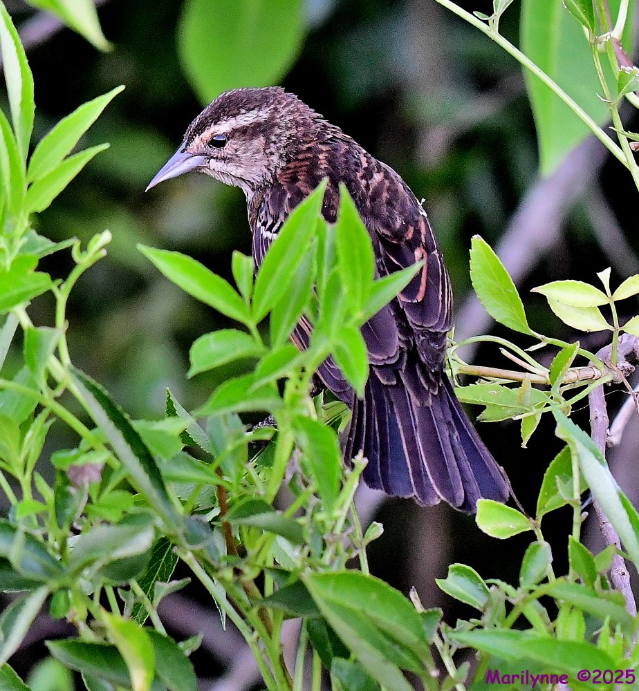 DSC_9468_001.JPG