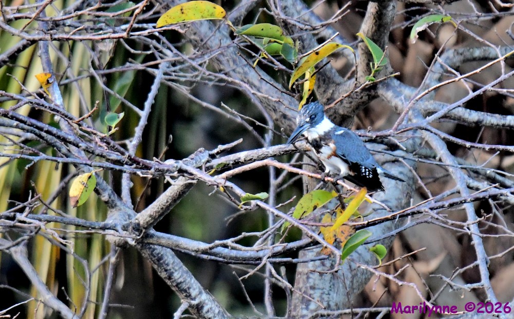 DSC_9469_001.JPG
