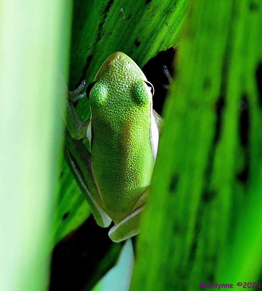 DSC_9471_001.JPG