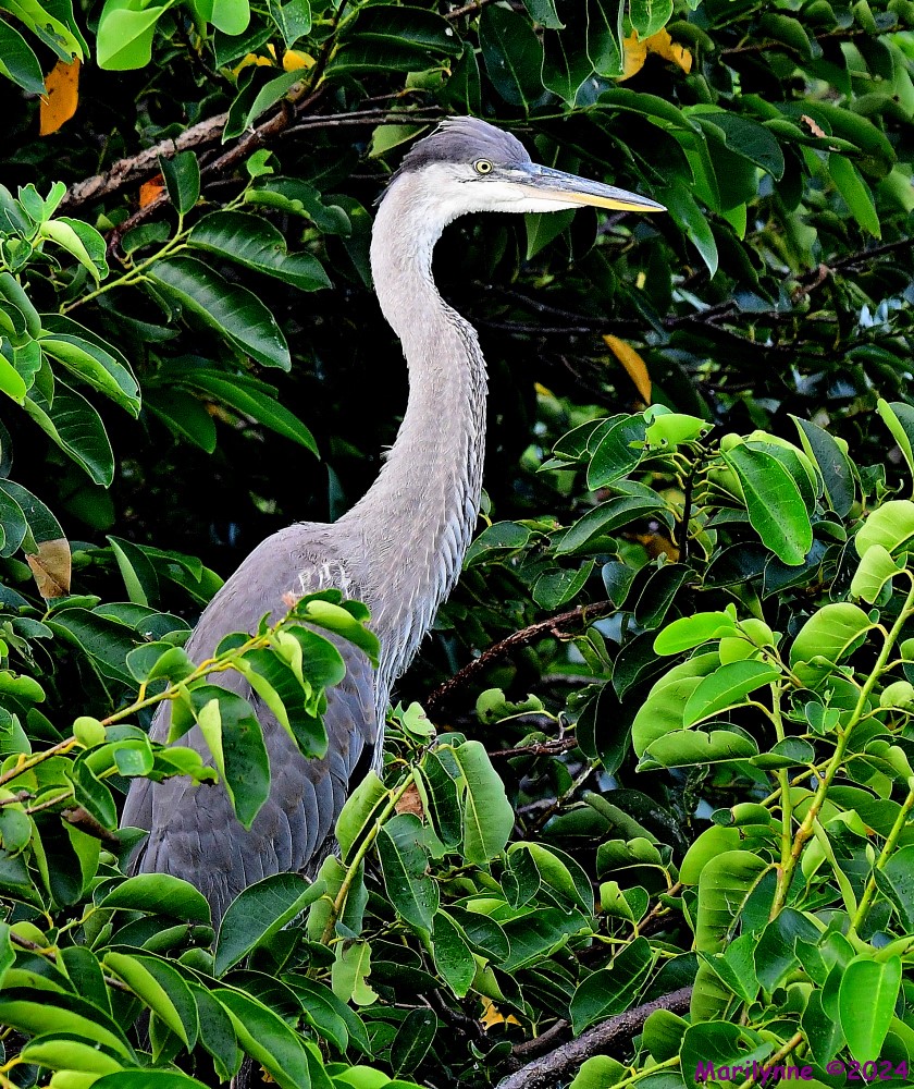 DSC_9471_001.JPG