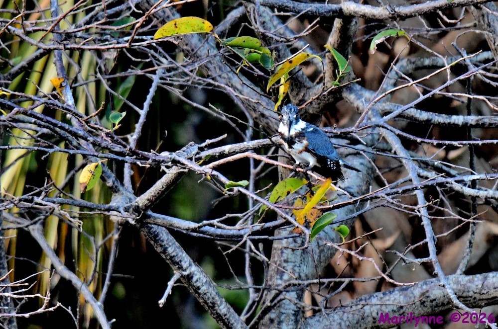 DSC_9473_001.JPG