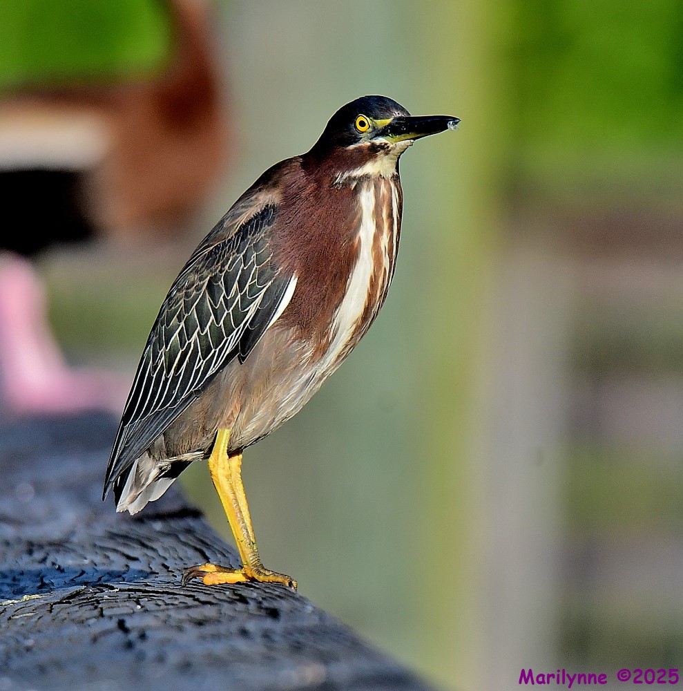 DSC_9474_001.JPG