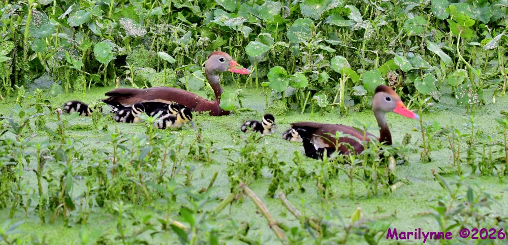 DSC_9474_001.JPG