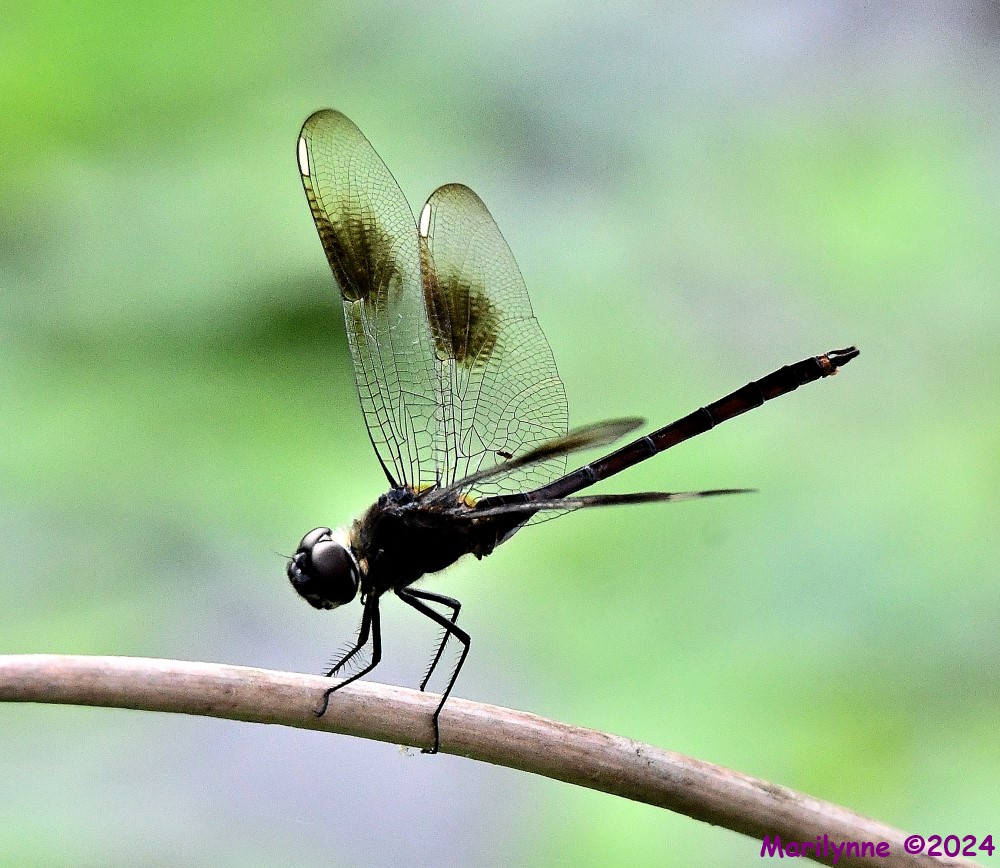 DSC_9475_001.JPG