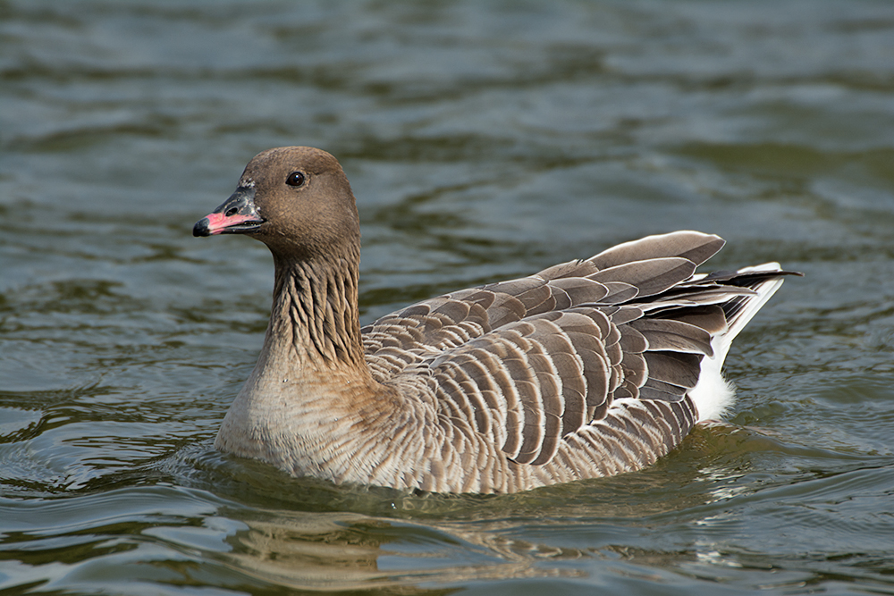 DSC_9476.jpg