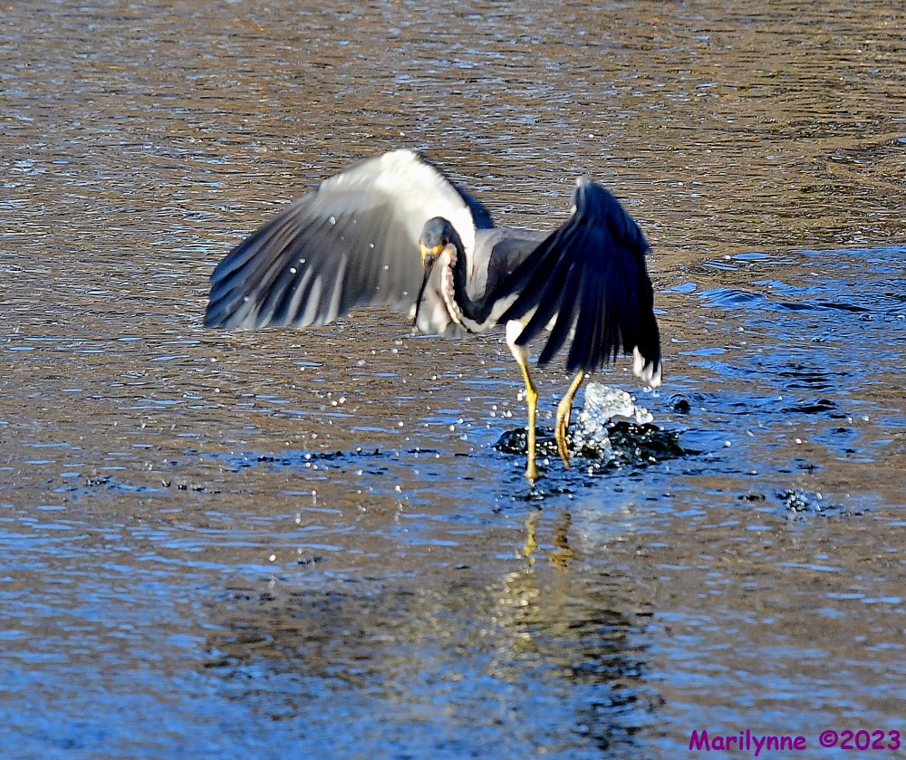 DSC_9476_001.JPG