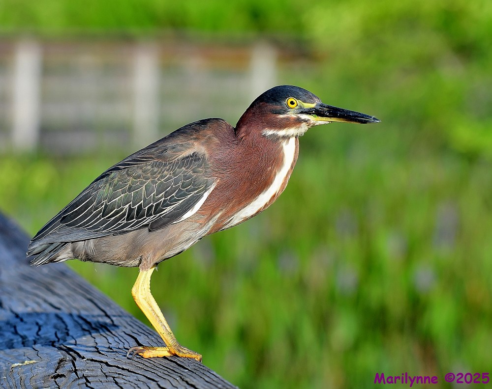 DSC_9478_001.JPG