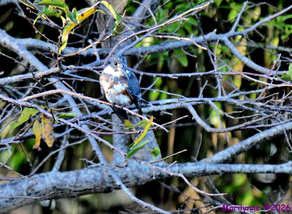 DSC_9478_001.JPG