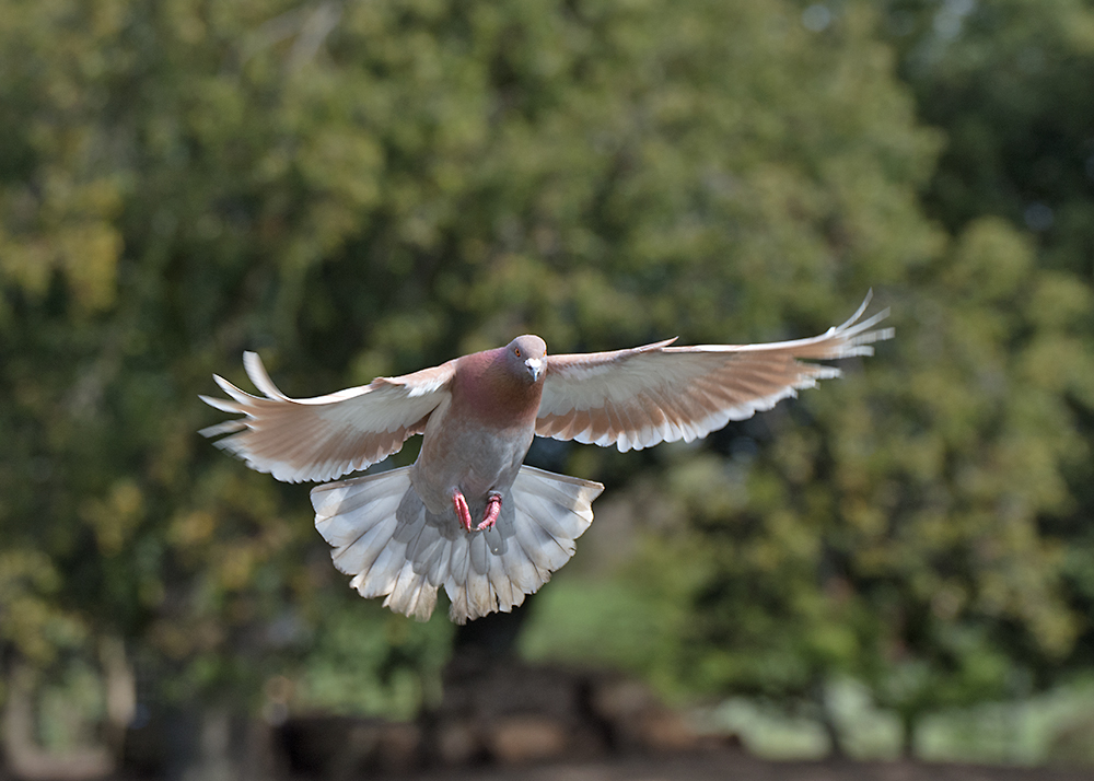 DSC_9479.jpg