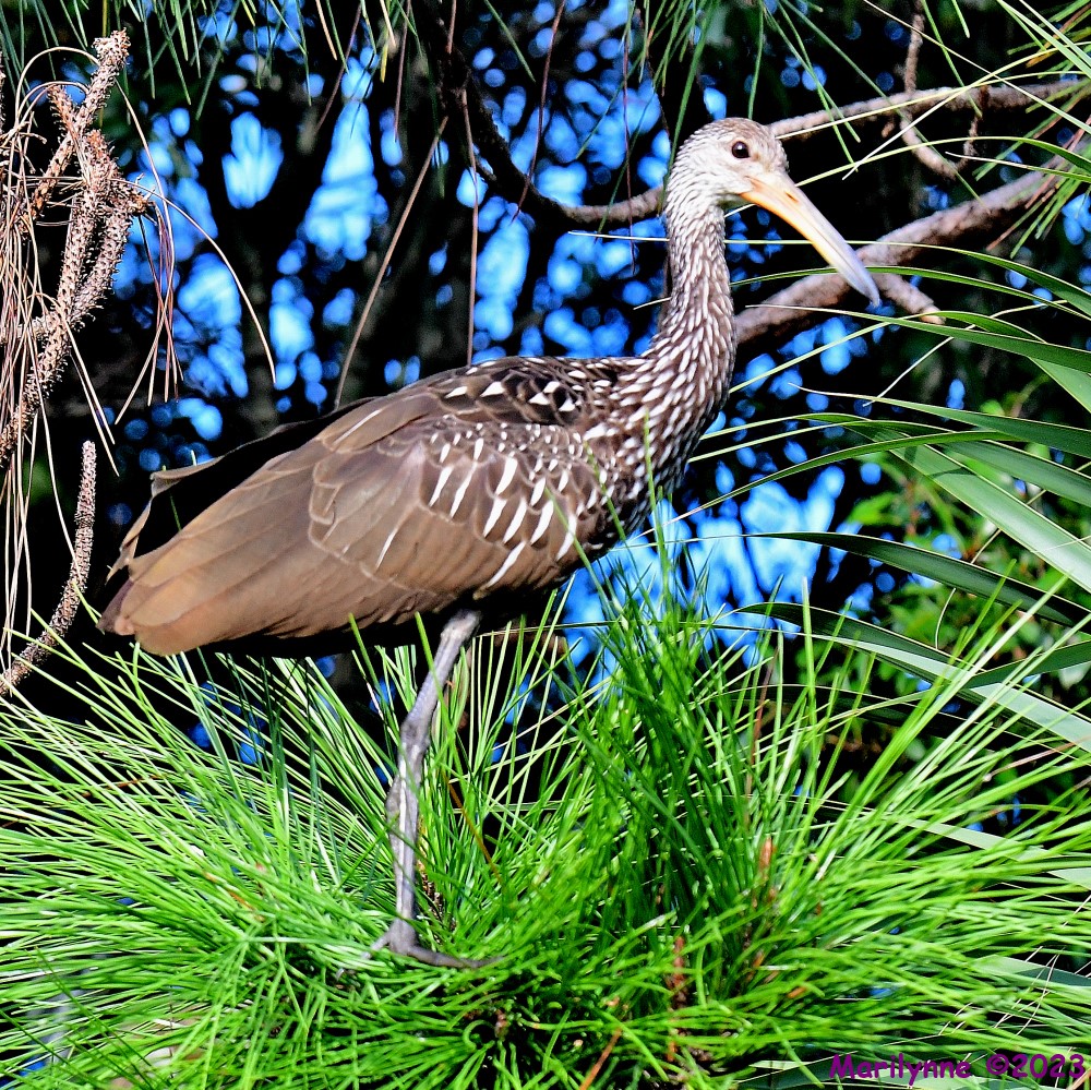 DSC_9479_001.JPG