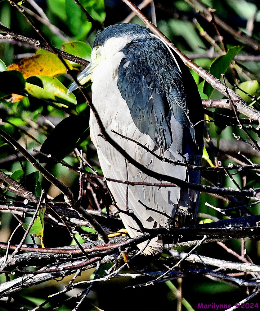 DSC_9480_001.JPG