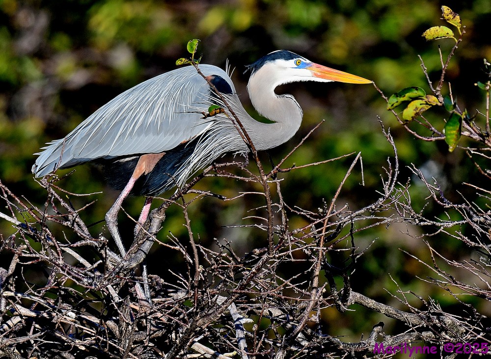 DSC_9481_001.JPG