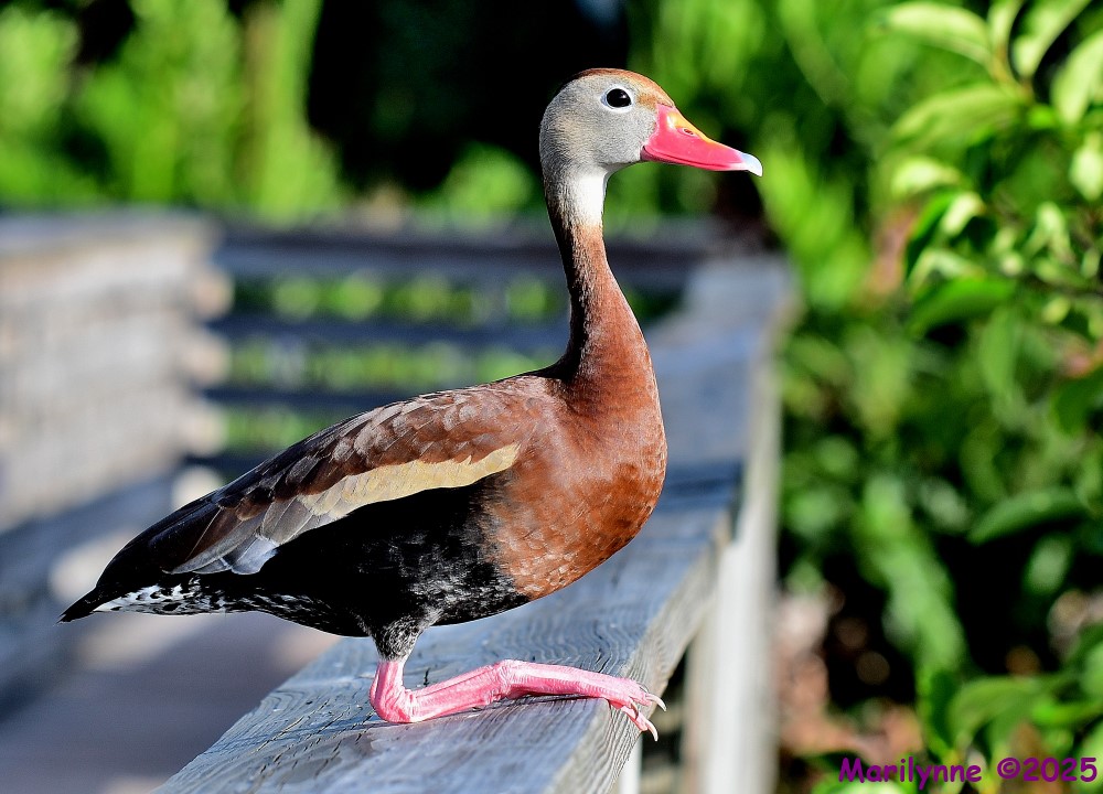 DSC_9481_001.JPG