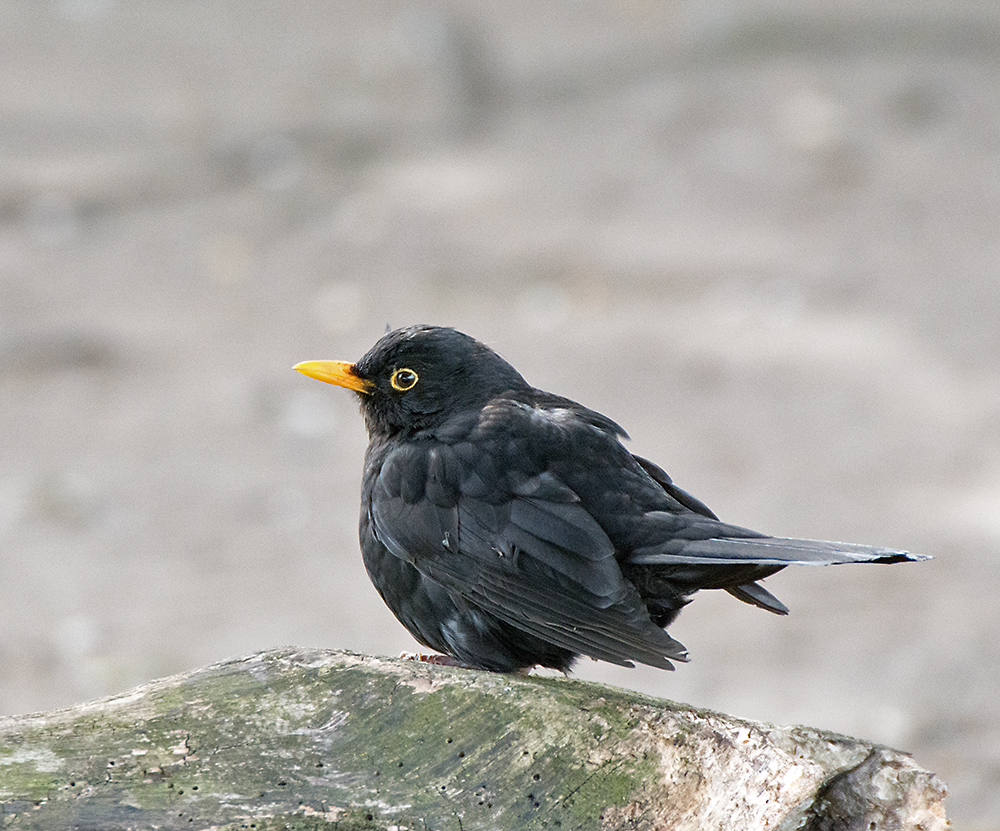 DSC_9482.jpg