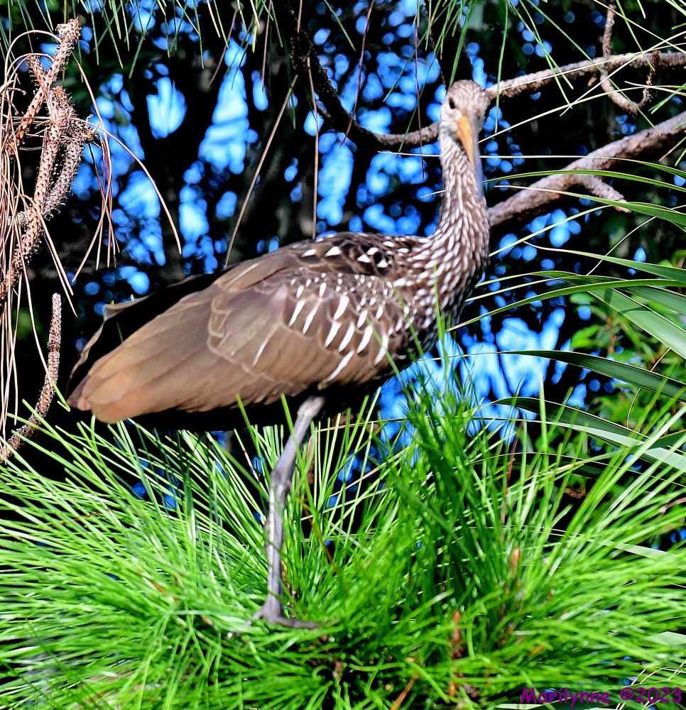 DSC_9483_001.JPG
