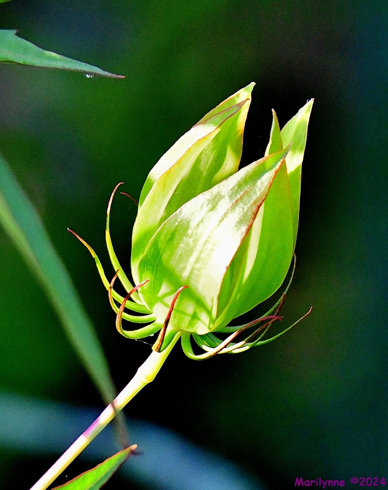 DSC_9483_001.JPG