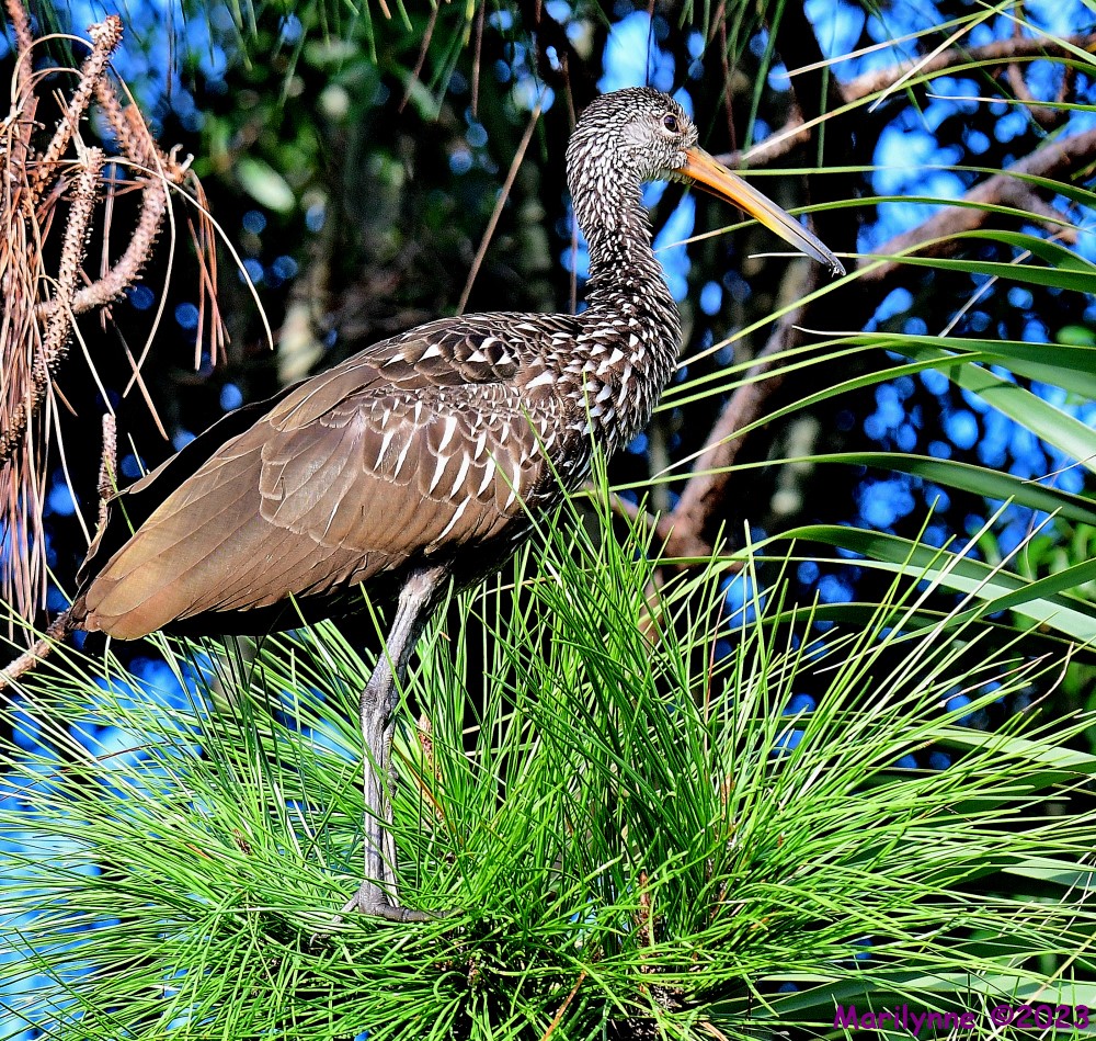DSC_9484_001.JPG