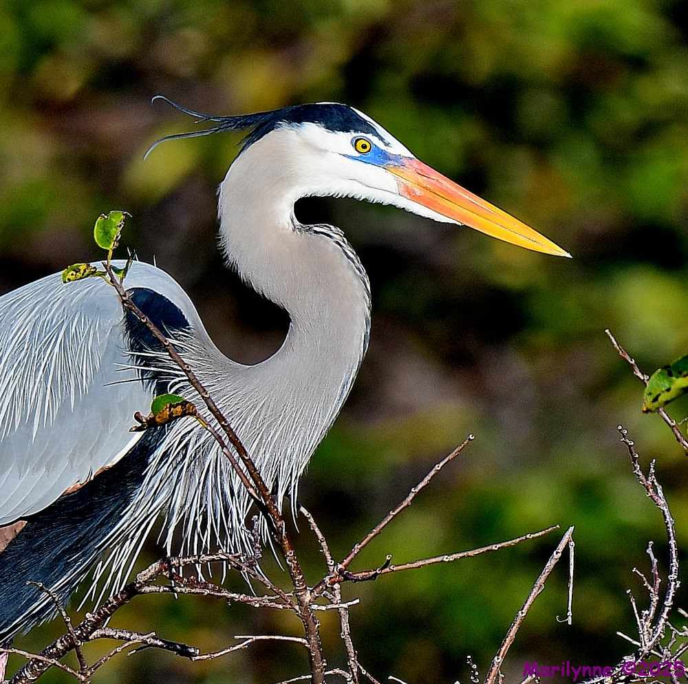 DSC_9484_001.JPG
