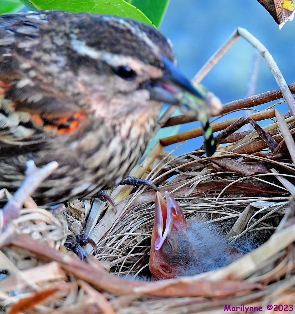 DSC_9485_001.JPG