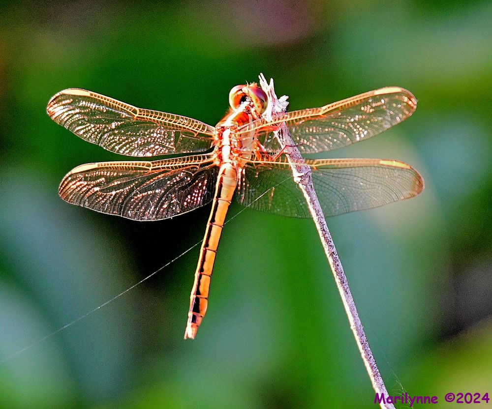 DSC_9485_001.JPG