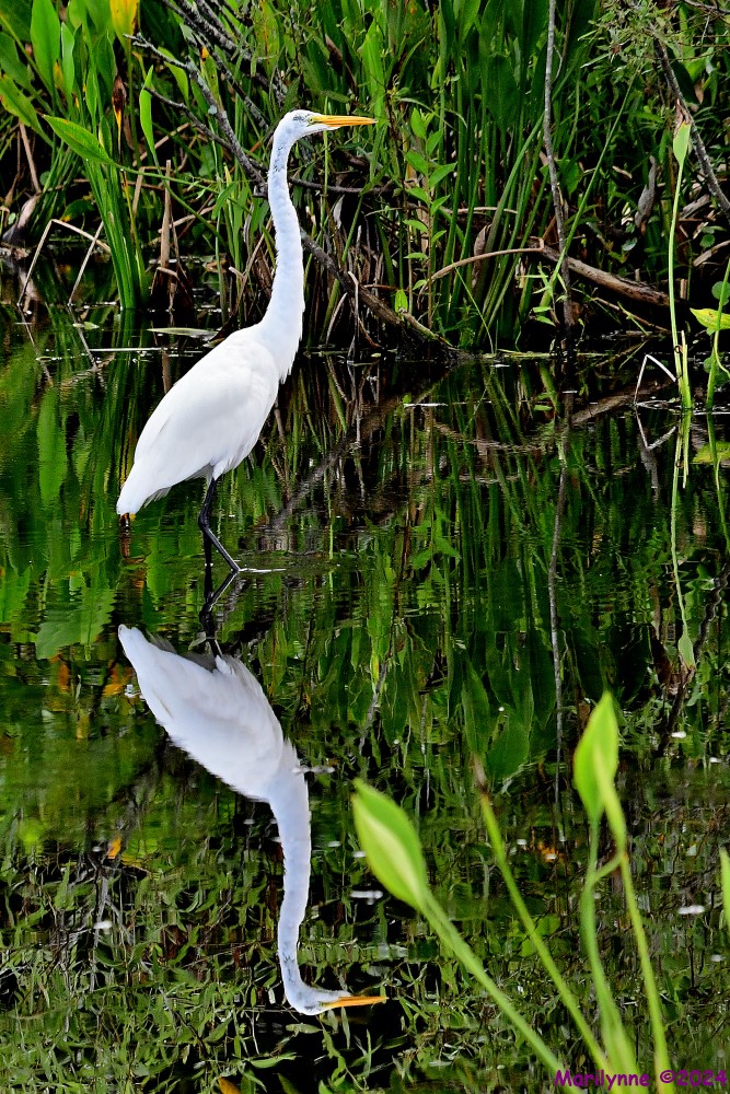 DSC_9485_001.JPG