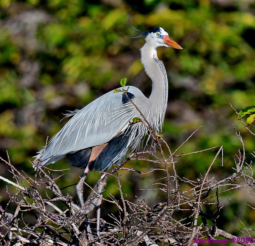DSC_9485_001.JPG