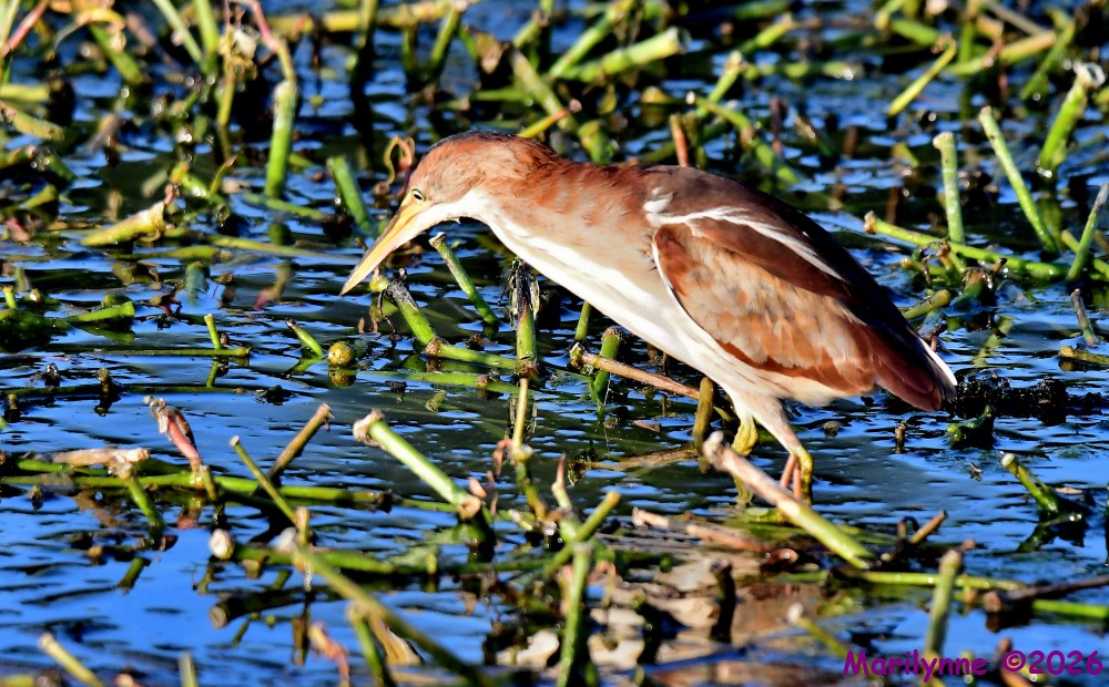 DSC_9486_001.JPG