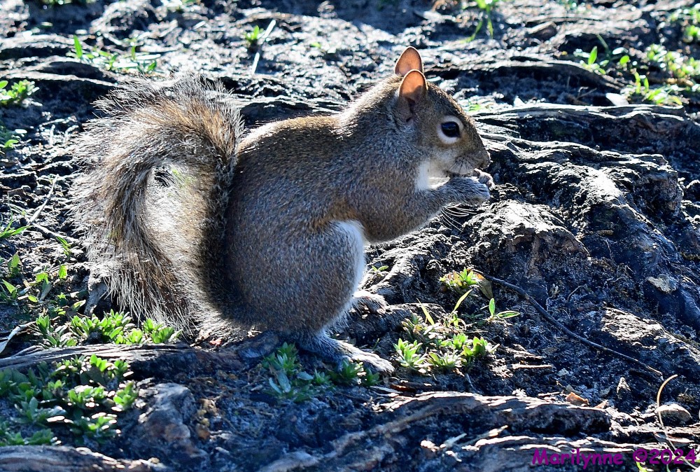DSC_9487_001.JPG