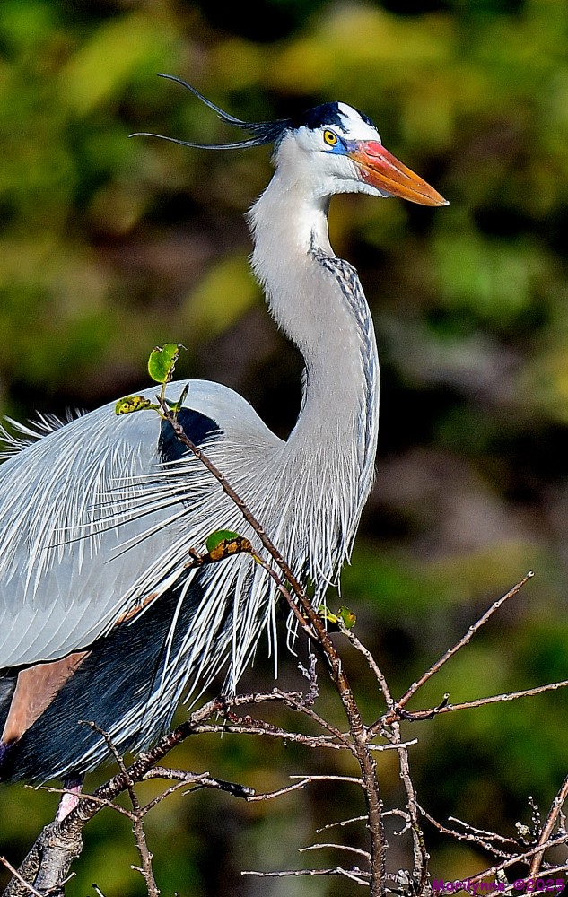 DSC_9487_001.JPG
