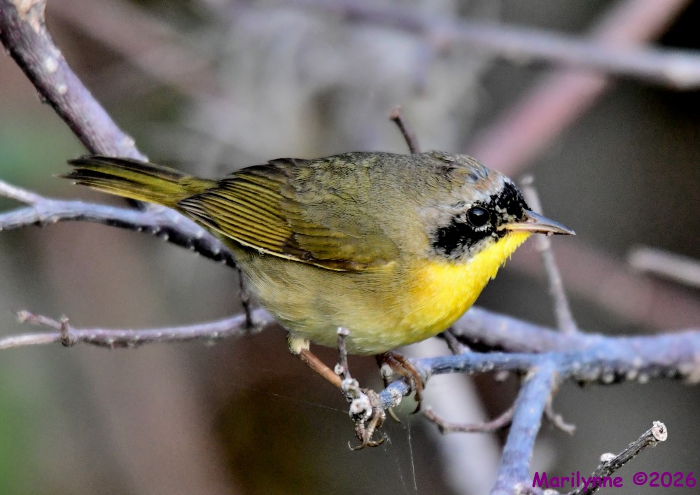 DSC_9488_001.JPG