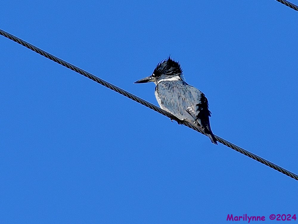 DSC_9489_001.JPG
