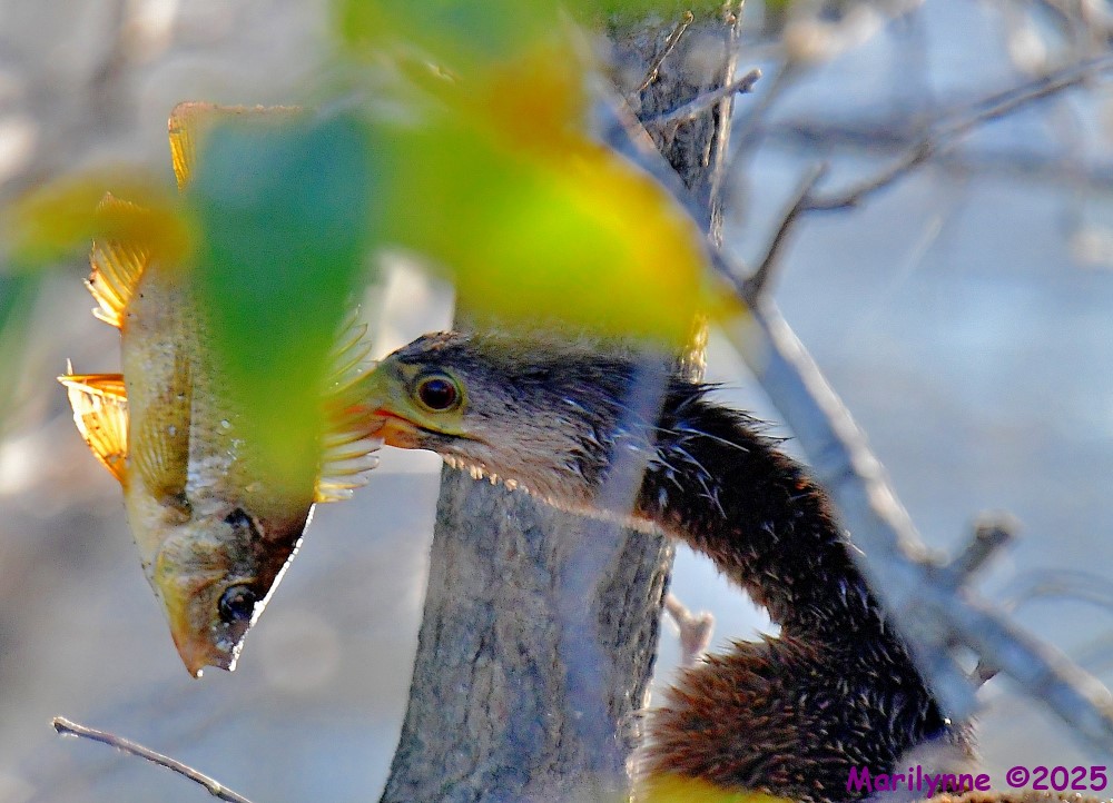 DSC_9489_001.JPG
