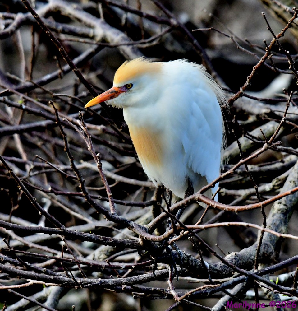 DSC_9490_001.JPG
