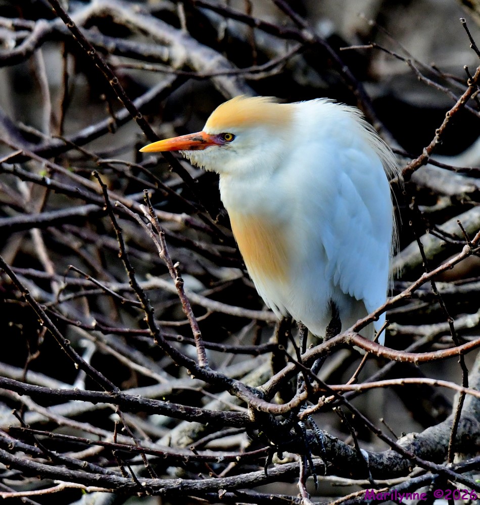 DSC_9491_001.JPG
