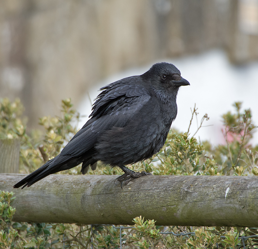 DSC_9493.jpg