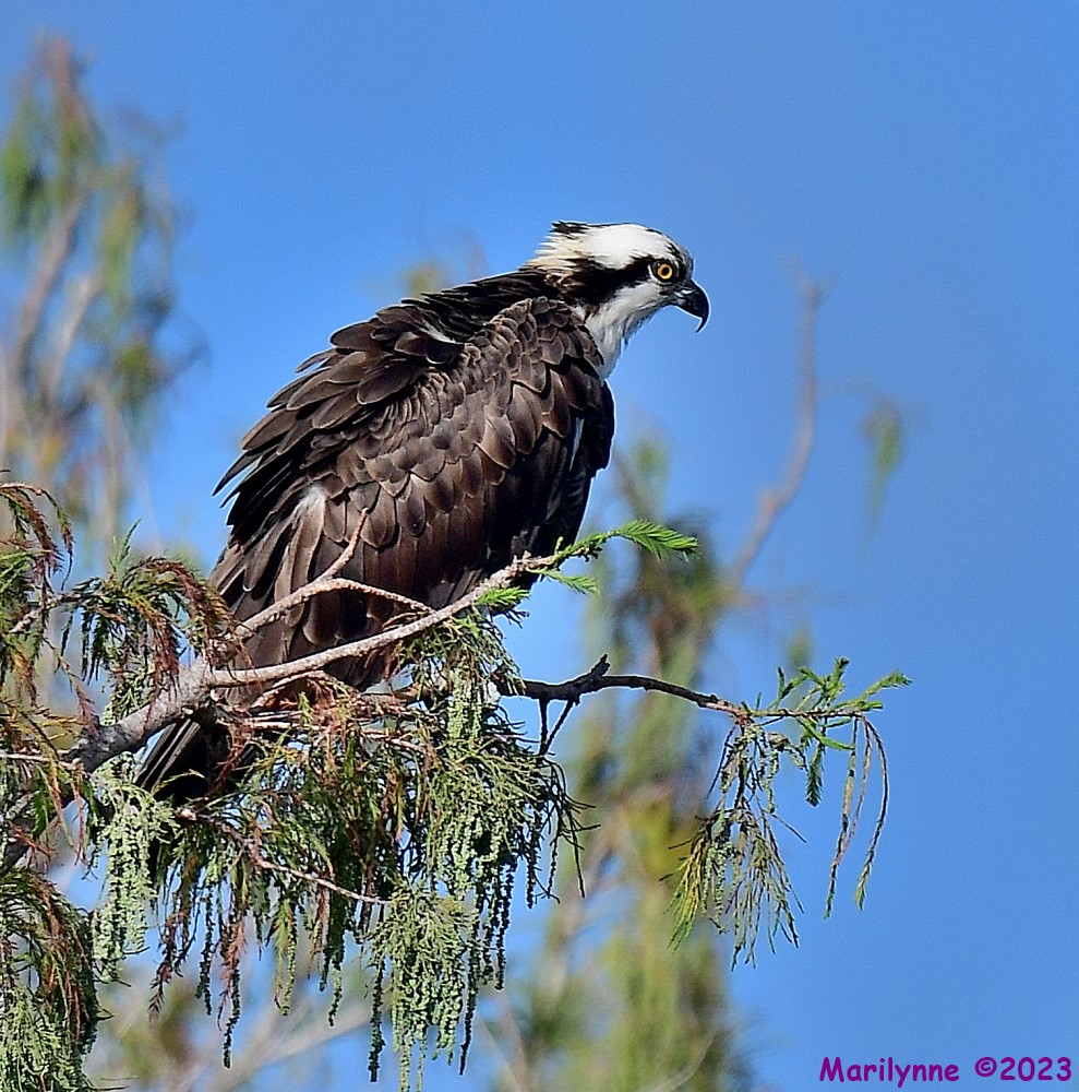 DSC_9494_001.JPG