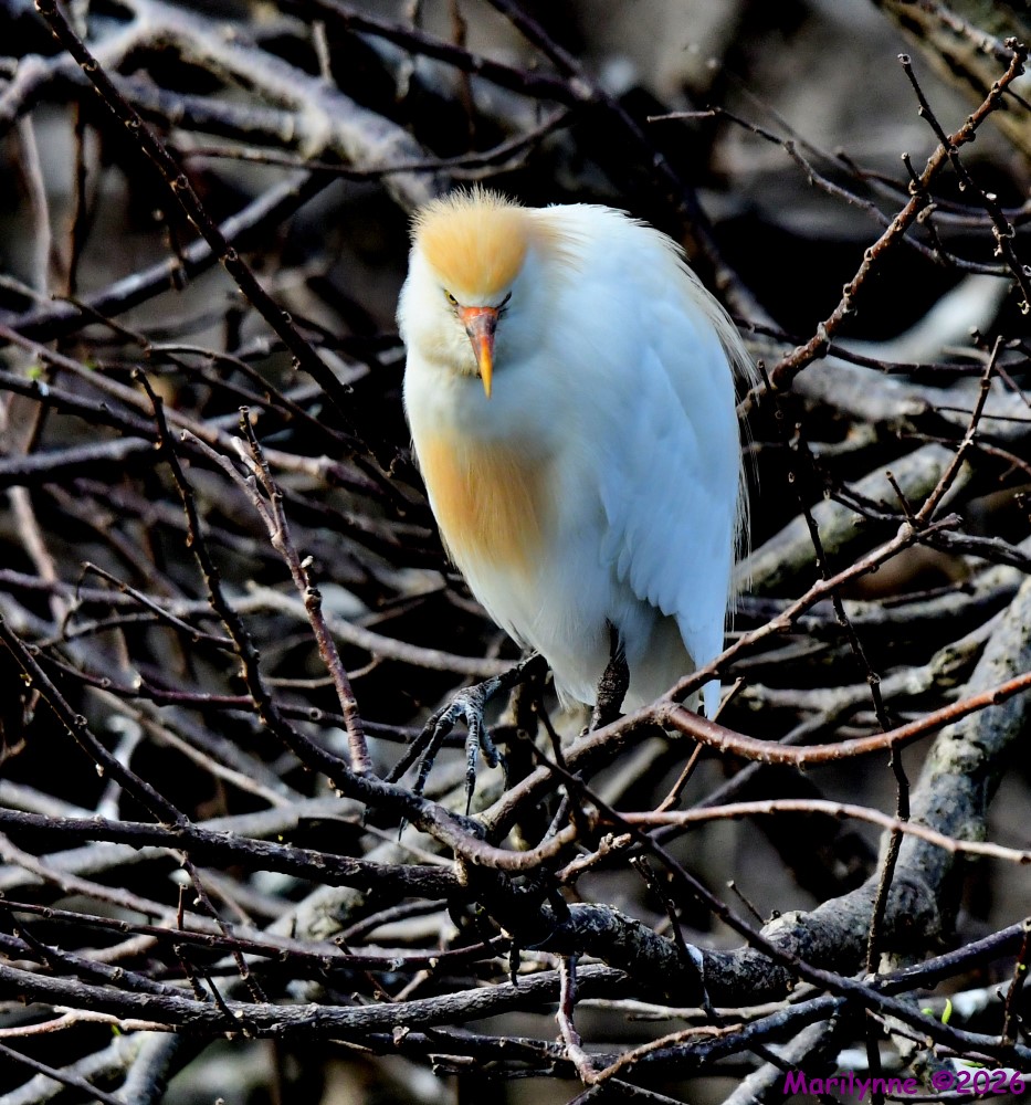 DSC_9494_001.JPG