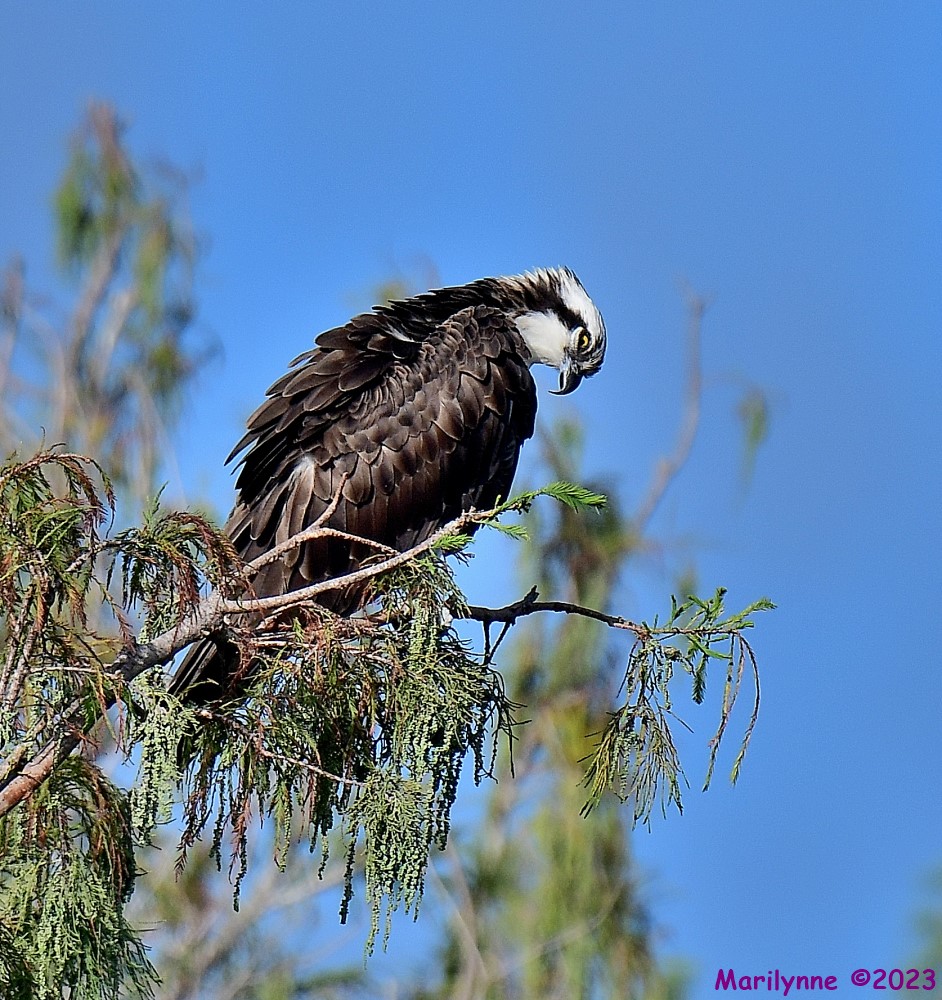 DSC_9496_001.JPG
