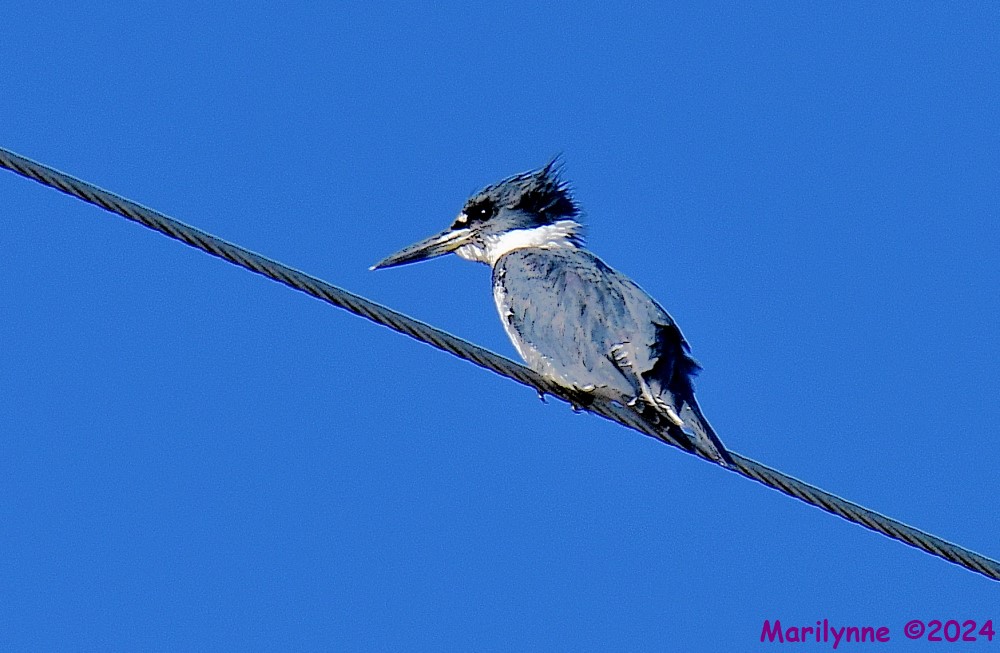 DSC_9497_001.JPG