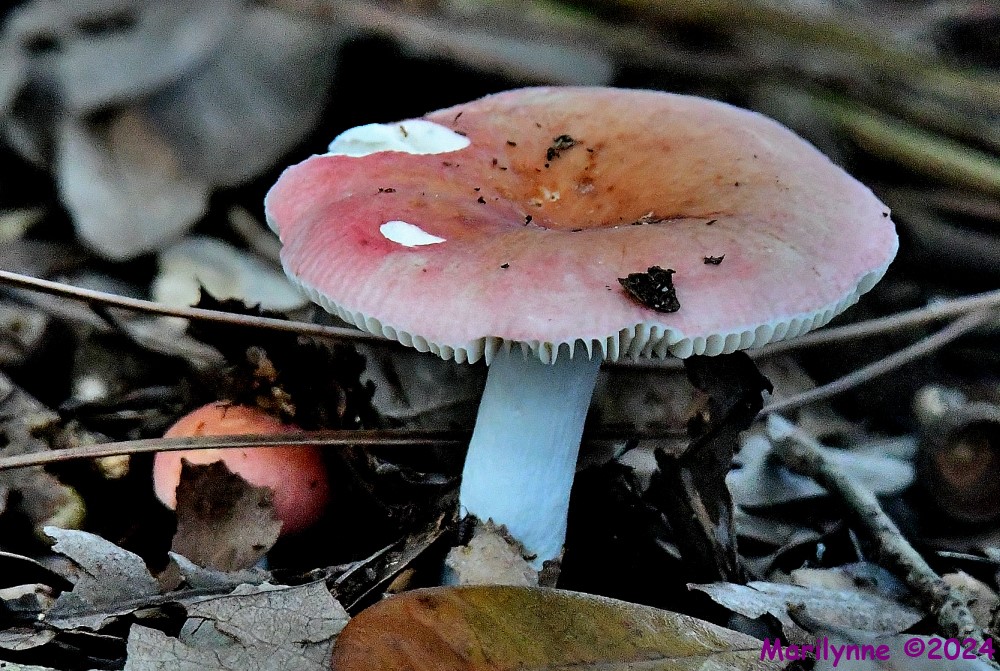 DSC_9498_001.JPG