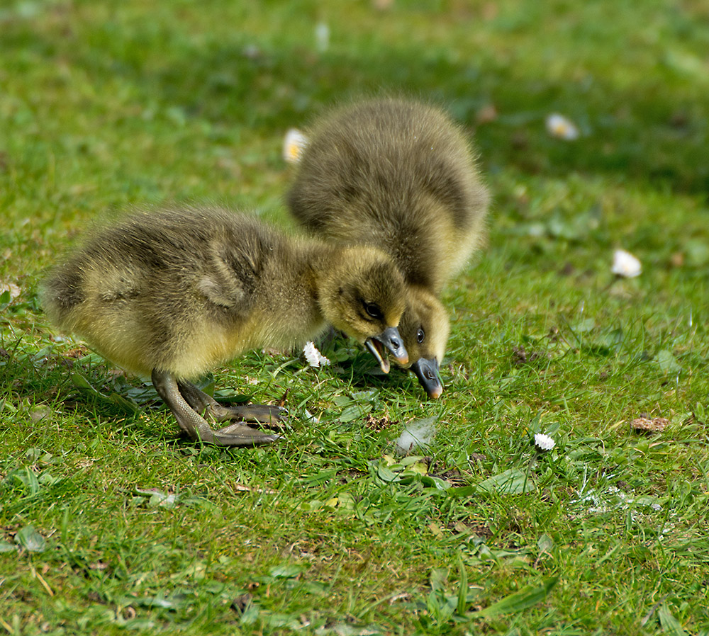 DSC_9499.jpg