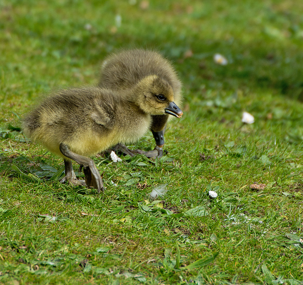 DSC_9500.jpg