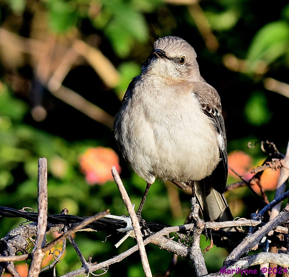 DSC_9500_001.JPG