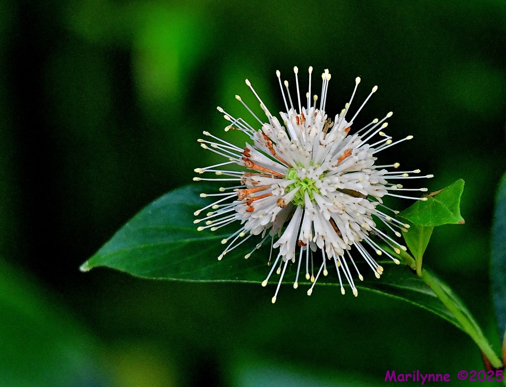 DSC_9500_001.JPG
